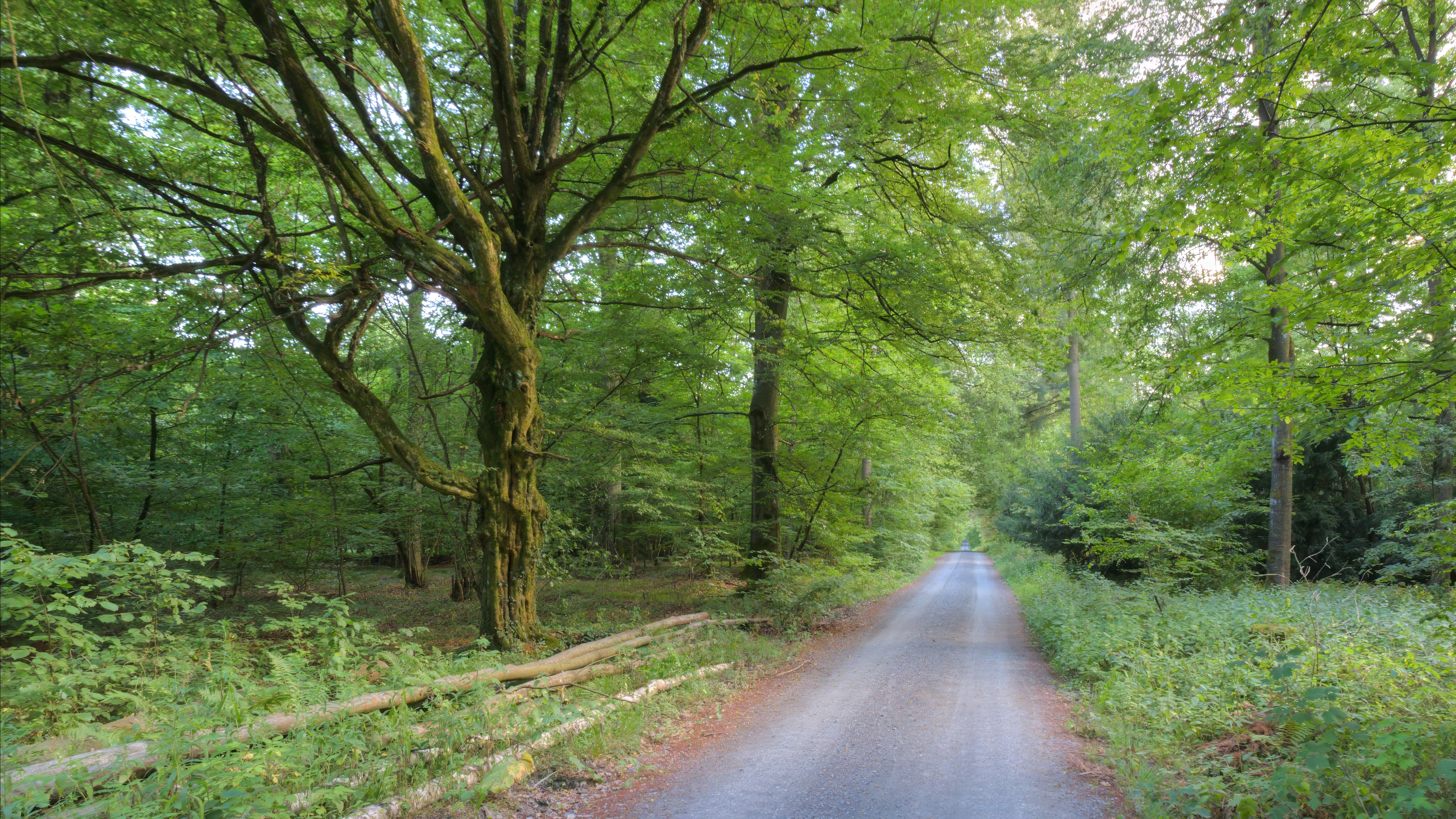 Waldweg